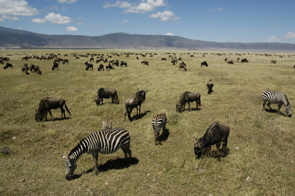 Makucha Ya Simba Tours gallery
